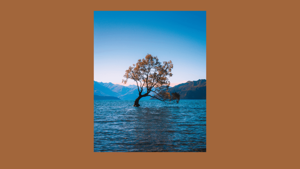 tree in water
